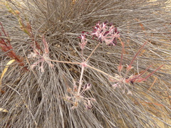 Pelargonium auritum auritum