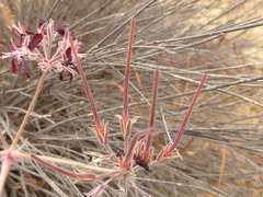 Pelargonium auritum auritum