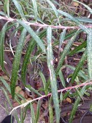 Salix eleagnos