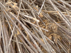 Pelargonium auritum auritum