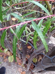 Salix eleagnos