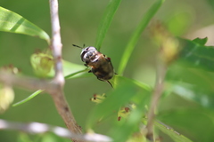 Copestylum limbipenne
