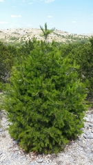 Pinus remota