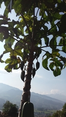 Vasconcellea pubescens