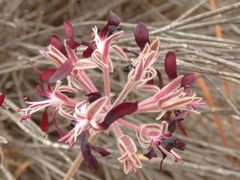 Pelargonium auritum auritum