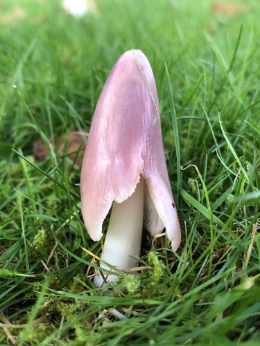 Pink Waxcap