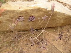 Pelargonium auritum auritum