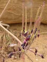Pelargonium auritum auritum