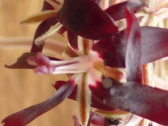 Pelargonium auritum auritum