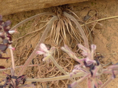 Pelargonium auritum auritum