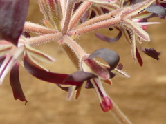Pelargonium auritum auritum