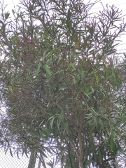 Acacia confusa