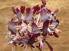 Pelargonium auritum auritum