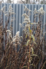 Solidago gigantea
