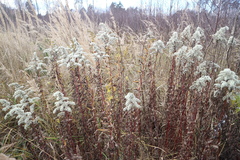 Solidago gigantea