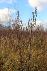 Artemisia vulgaris