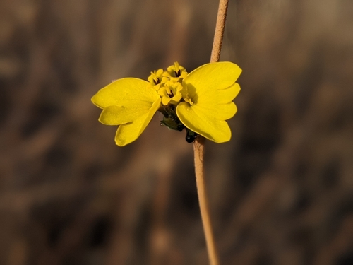 iNaturalist observation photo of Oregon western rosinweed