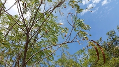 Leucaena retusa