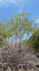 Leucaena retusa