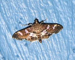 Desmia ufeus