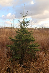Picea abies