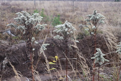 Solidago gigantea