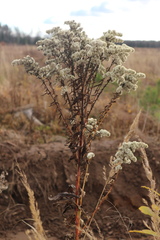 Solidago gigantea