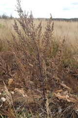 Artemisia vulgaris