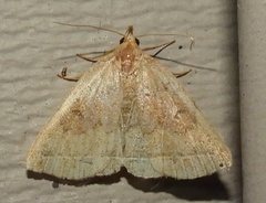Zanclognatha jacchusalis