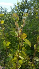 Lonicera albiflora