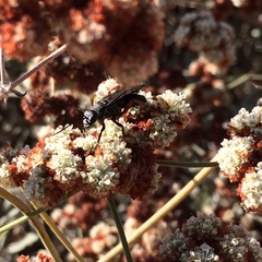 Episyron conterminus