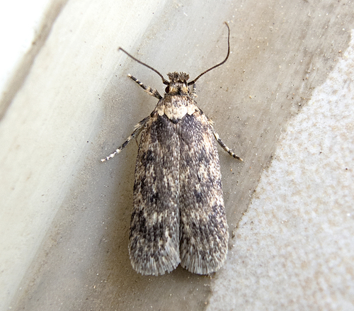 Depressaria ululana