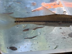Notropis hypsilepis