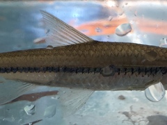 Notropis hypsilepis