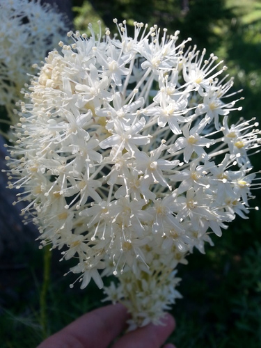 common beargrass