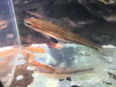 Notropis hypsilepis