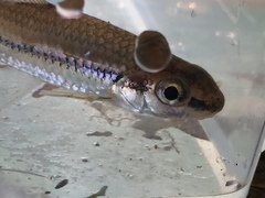 Notropis hypsilepis