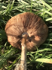 Volvopluteus gloiocephalus