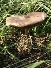 Volvopluteus gloiocephalus