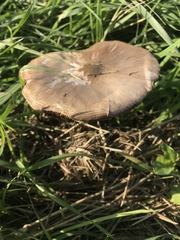 Volvopluteus gloiocephalus