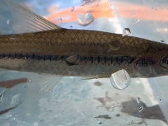 Notropis hypsilepis