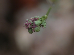 Seseli montanum