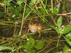Ingerophrynus biporcatus