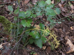 Seseli montanum