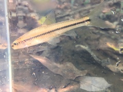 Notropis hypsilepis
