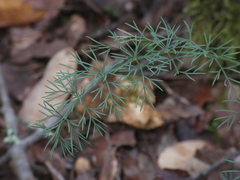 Seseli montanum