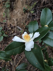 Camellia oleifera