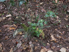 Seseli montanum