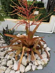 Aechmea blanchetiana