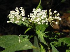 Asclepias perennis image